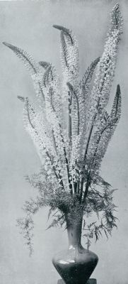 Onbekend, 1933, Onbekend, EREMURUS