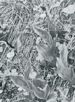 Onbekend, 1933, Onbekend, PLANTENLEVEN IN DE BERGEN. CYPRIPEDIUM CALCEOLUS, HET VROUWESCHOENTJE