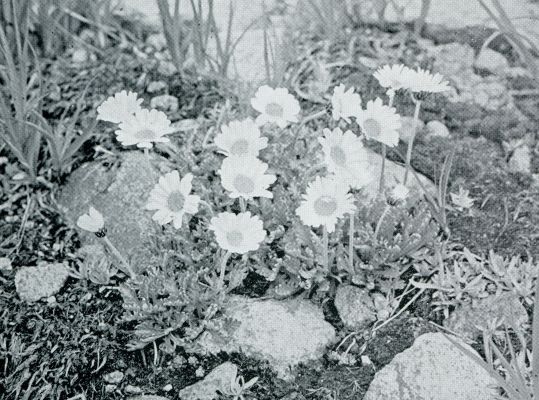 Onbekend, 1933, Onbekend, IN DE VOLLE ZON PLOOIT EEN CHRYSANTHENUM TATRA ZIJN STRAALBLOEMEN OPEN