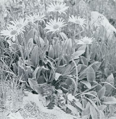 Onbekend, 1933, Onbekend, PLANTENLE EEN IN DE BERGEN. DORONICUM STYRIACUM IN HET SCHUTT