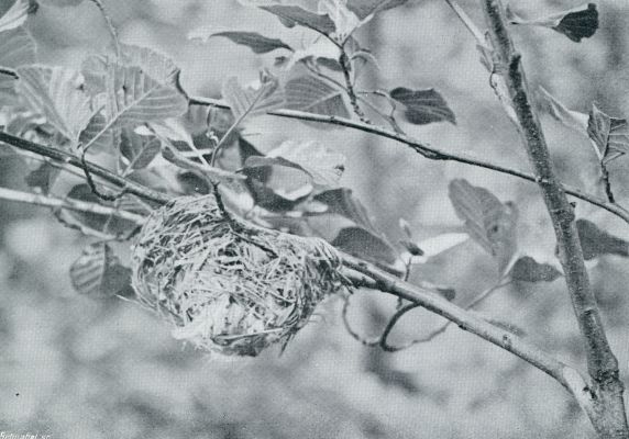 HET NEST VAN DEN WIELEWAAL (GOUDMEREL)