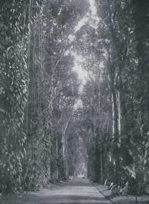Indonesi, 1933, Buitenzorg, KLIMPLANTEN EN LIANEN IN DE KANARIELAAN VAN DEN BOTANISCHEN TUIN TE BUITENZORG