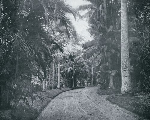 Indonesi, 1933, Buitenzorg, LAAN VAN KONINGSPALMEN IN DEN PLANTENTUIN TE BUITENZORG