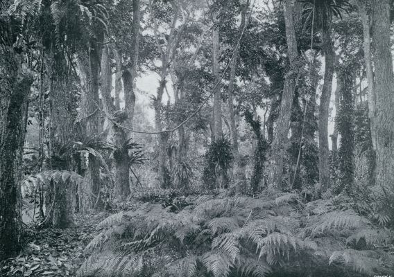 Indonesi, 1933, Buitenzorg, VARENGROEI OP DEN GROND EN EPIPHYTISCH (OP DE BOOMEN) IN DEN VARENTUIN TE BUITENZORG