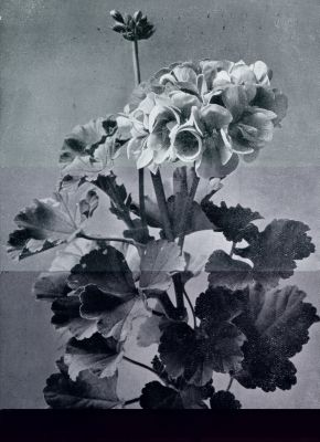 EEN GOEDE VERSCHEIDENHEID VAN PELARGONIUM ZONALE