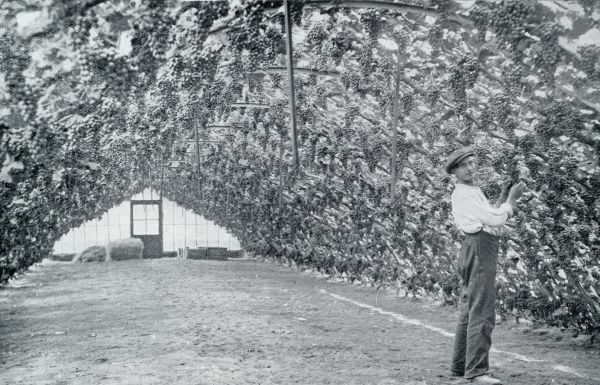 Zuid-Holland, 1933, Onbekend, EEN WESTLANDSCHE DRUIVENKAS