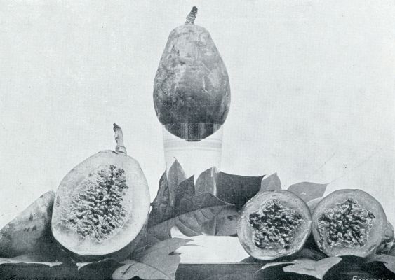 PAPAJA