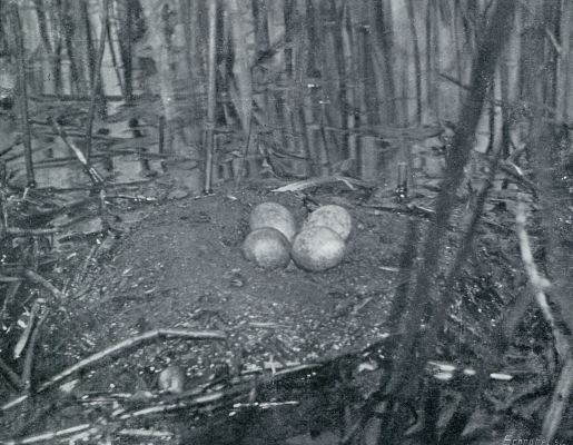 NEST MET EIEREN VAN DEN FUUT
