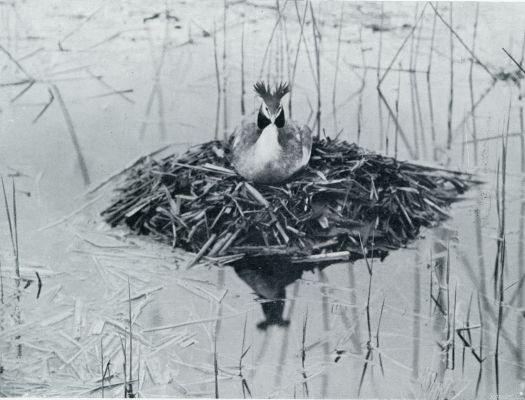 Onbekend, 1933, Onbekend, MEVROUW FUUT VAN DROEVENDAL OP HAAR NEST