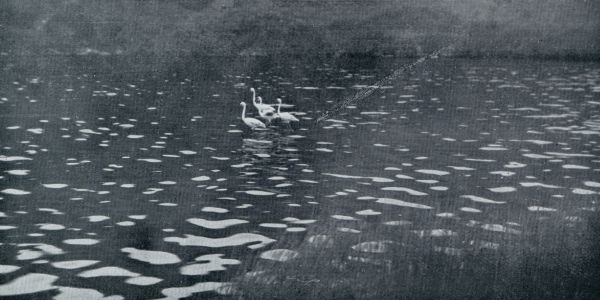 DE FLAMINGO'S GEVEN EEN AFRIKAANSCH DCOR AAN DE CAMARGUE