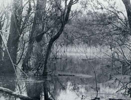 Frankrijk, 1933, Onbekend, DE CAMARGUE. HET WATERBOSCH AAN DE RHNE-OEVERS, WAAR DE ZILVERREIGERS EN KWAKKEN BROEDEN