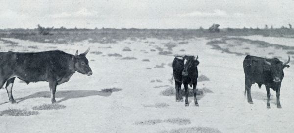 STIEREN IN DE WILDERNIS DER CAMARGUE