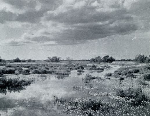 Frankrijk, 1933, Onbekend, HET MARAIS DE LA SIGNOULETTA IN DE CAMARGUE, BROEDTERREIN VAN DEN STELTKLUUT