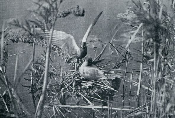 Noord-Holland, 1933, Onbekend, OP HET NAARDERMEER. HET MANNETJE VAN DEN ZWARTEN STERN STRIJKT NAAST HET NEST NEER