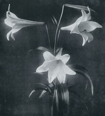 LILIUM LONGIFLORUM FORMOSUM