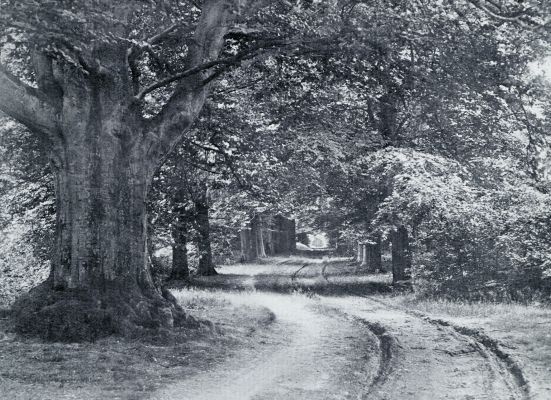 Gelderland, 1933, Zevenaar, LAAN OP HET LANDGOED BYVANCK BIJ ZEVENAAR