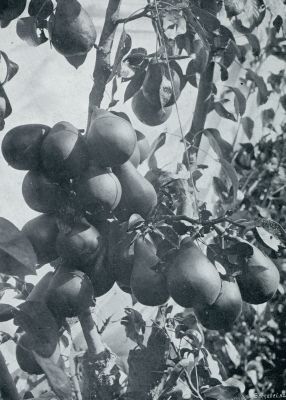 Onbekend, 1933, Onbekend, K ZIE GEREN IN DE HOVEN UW PEREN GROOT