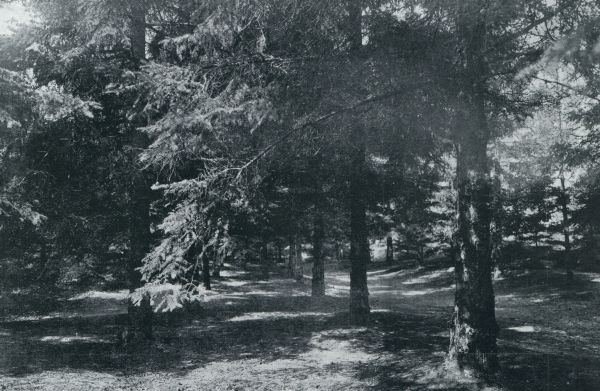 Gelderland, 1933, Onbekend, IN DE BOSSCHEN BIJ LINTELO TUSSCHEN VARSSEVELD EN AALTEN