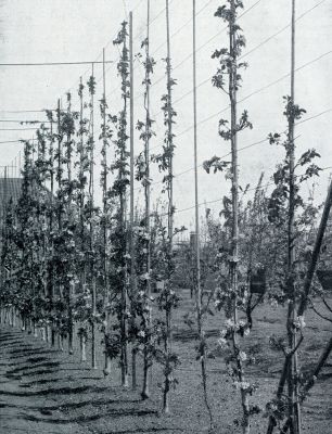 Onbekend, 1933, Onbekend, HOOGE STAANDE SNOEREN LANGS EEN PAD