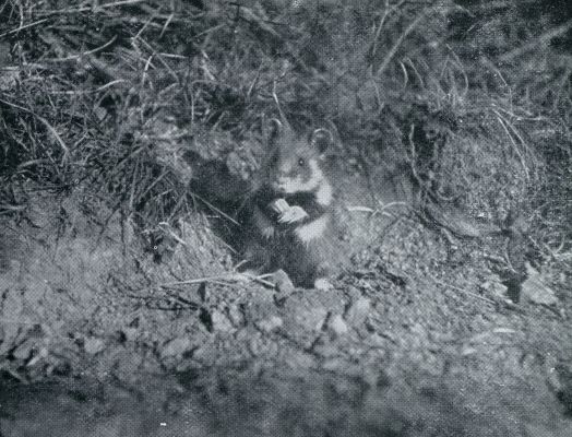 Onbekend, 1933, Onbekend, HAMSTER OP ZIJN ACHTERPOOTJES ZITTEND