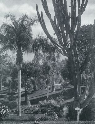 EEN GROOTE ZUILVORMIGE CACTUS (CEREUS PERUVIANUS), MET VRUCHTEN BEZET, TE MIDDEN VAN PALMEN IN DEN JARDIN EXOTIQUE TE MONACO (BIJ HET ARTIKEL: CACTUSSEN ALS KAMERPLANTEN)