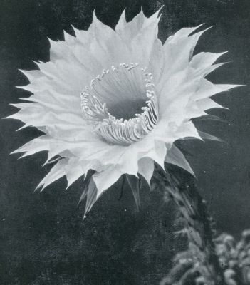 Onbekend, 1933, Onbekend, ECHINOPSIS-BLOEM IN VOLLE PRACHT