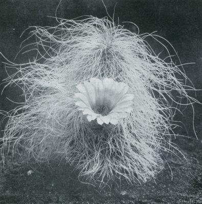 Onbekend, 1933, Onbekend, ECHINOCEREUS DE LAETII