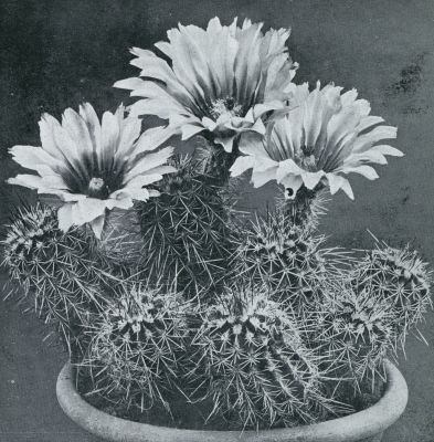 Onbekend, 1933, Onbekend, ECHINOCEREUS POLYACANTHUS