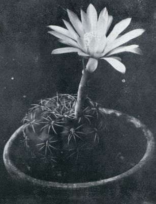 Onbekend, 1933, Onbekend, ECHINOCACTUS PLATENSIS (IETS VERKLEIND)