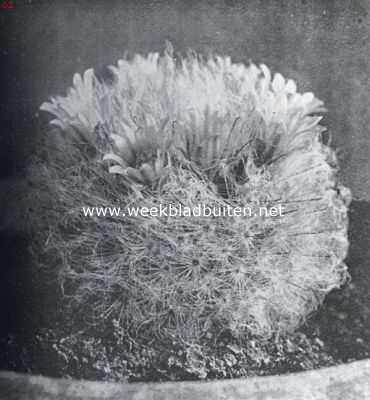 Onbekend, 1934, Onbekend, Cactussen als kamerplanten. Mammillaria Bocasana (natuurlijke grootte)