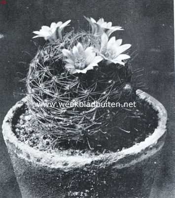 Onbekend, 1934, Onbekend, Cactussen als kamerplanten. Mammillaria Seideliana (natuurlijke grootte)