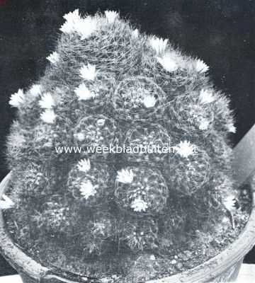 Onbekend, 1934, Onbekend, Cactussen als kamerplanten. Mammillaria Wildii (natuurlijke grootte)