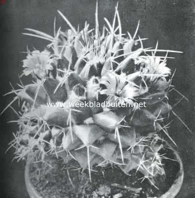 Onbekend, 1934, Onbekend, Cactussen als kamerplanten. Mammillaria Magnimamma (natuurlijke grootte)