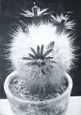 Onbekend, 1934, Onbekend, Cactussen als kamerplanten. Mammillopsis Senilis