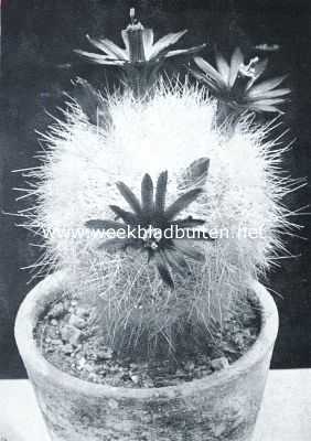 Cactussen als kamerplanten. Mammillopsis Senilis