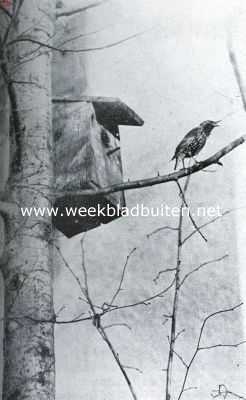 Onbekend, 1934, Onbekend, Zingende spreeuw voor het nestkastje
