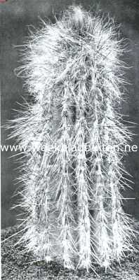 Cactussen als kamerplanten. Cereus Chrysomallus