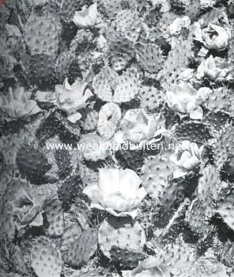 Cactussen als kamerplanten. Winterharde Opuntia's in bloei