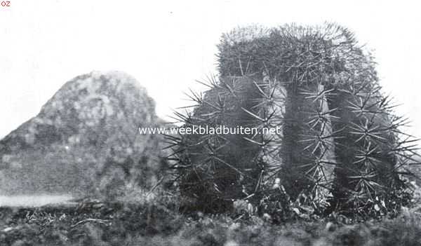 Cactussen als kamerplanten. Melocactus Communis, de prachtige meloencactus van Curaao