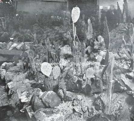 Onbekend, 1934, Onbekend, Cactussen als kamerplanten. Mooie groepering met Opuntia's op een tentoonstelling