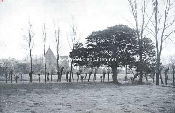 Groningen, 1934, Zeerijp, De oude ceder op de wierde te Zeerijp met de kerk op den achtergrond