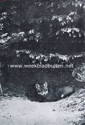 Onbekend, 1934, Onbekend, Van den vos Reinaerde. Reintje in den ingang van zijn hol