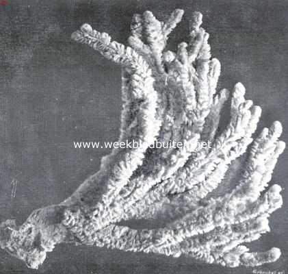 Onbekend, 1934, Onbekend, Sponzen. Kolonie van Dictyocylindrus Ventilabrum, een der fraaiste sponssoorten