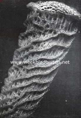Sponzen. Een kunstwerk der natuur. Het bovendeel van Euplectella Imperiales, een gieterspons met zeefplaat. Men ziet hier het fraai gebouwde kiezelskelet