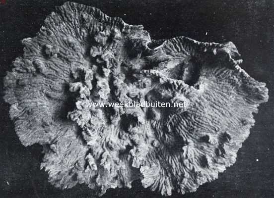 Onbekend, 1934, Onbekend, Sponzen. Fossiele spons, zooals men er soms in de gesteenten aantreft