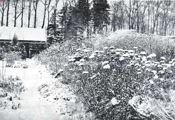 Onbekend, 1934, Onbekend, De tuin in den winter. Border in den wintertuin, wanneer we die op natuurlijke wijze laten afsterven