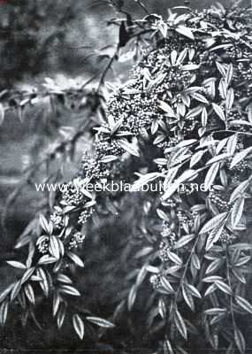 Onbekend, 1934, Onbekend, De tuin in den winter. Cotoneaster Salicifolia Floccosa