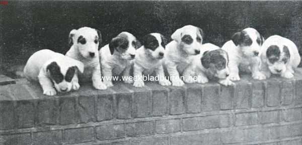 Flossie, de Sealyham. Een nest Sealyham terrier-puppies van champion Farncombe Chicory