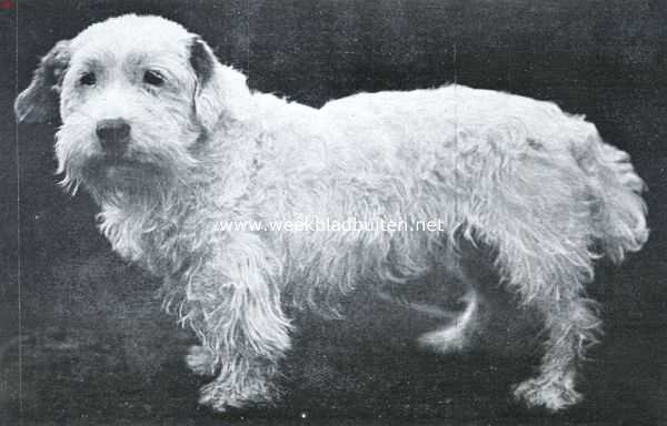 Onbekend, 1934, Onbekend, Flossie, de Sealyham. Champion Hadley Hustle, een Sealyham die 14 kampioensprijzen in Engeland en 5 in ons land won