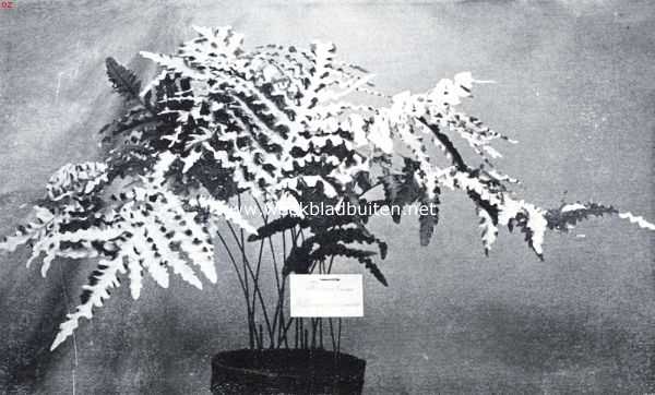 Varens voor serre en huiskamer. Polypodium Glaucophyllum Crispum